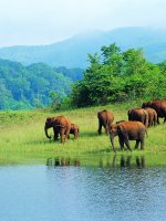 Kerala Holidays