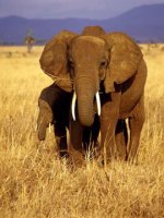 elephant safari