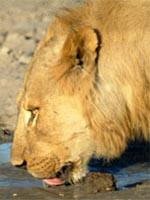 Safari Holidays