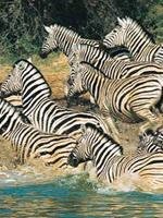Safari Holidays - Health Advice