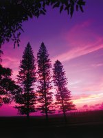 00143.Pines_Sunset_Lanai