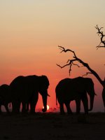 Safari and Beach honeymoons