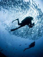 Borneo Diving