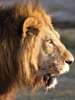 Botswana Safari