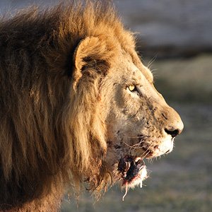 Botswana Safari