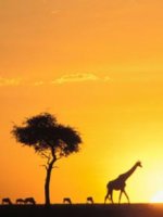 Kenya Safari