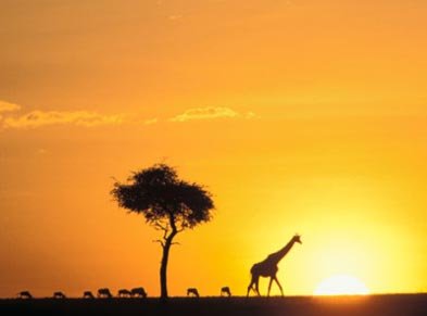 Kenya Safari