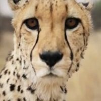 Cheetah