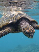 Seychelles wildlife