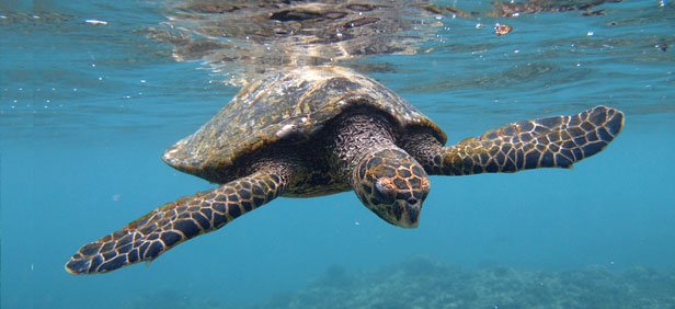 Seychelles wildlife