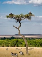 Kenya Safari