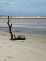 South Africa 1