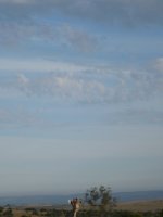 South Africa 3