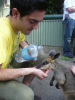 KANGAROO