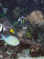 Deep Sea Diving