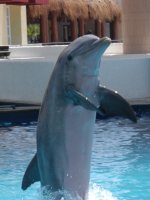 Dolphin Swim
