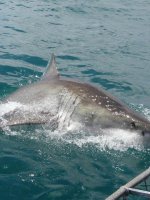 Great White Shark Diving