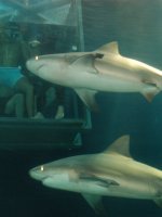 Shark Diving