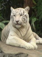 Visit Zoo