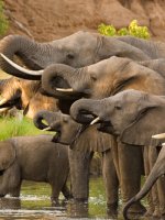 Elephant safari