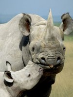 Black Rhino Namibia