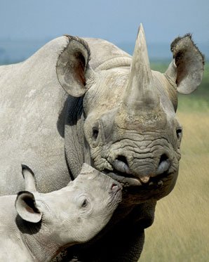 Black Rhino Namibia