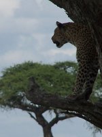 Safari Destinations
