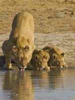 Safari and Beach Multi Centre Holidays