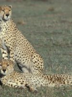 Cheetahs