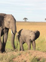 Elephants