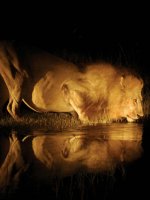 Ultimate Safari Holiday