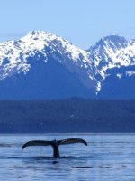 Humpback Whale