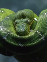 Amazon Jungle