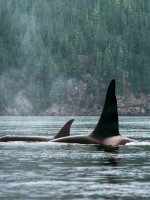 Victoria Whale Watching