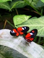 Ecuador