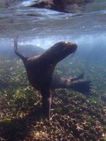 Galapagos