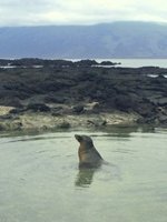 Galapagos