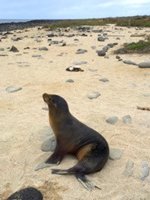 Galapagos