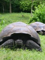 Galapagos