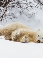Polar Bear