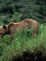 Grizzly Bear