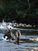 Grizzly Bear 