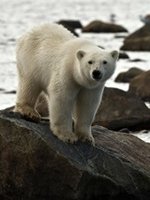 Polar Bear 