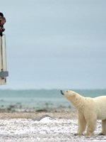 Polar Bear
