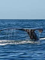 whale watching